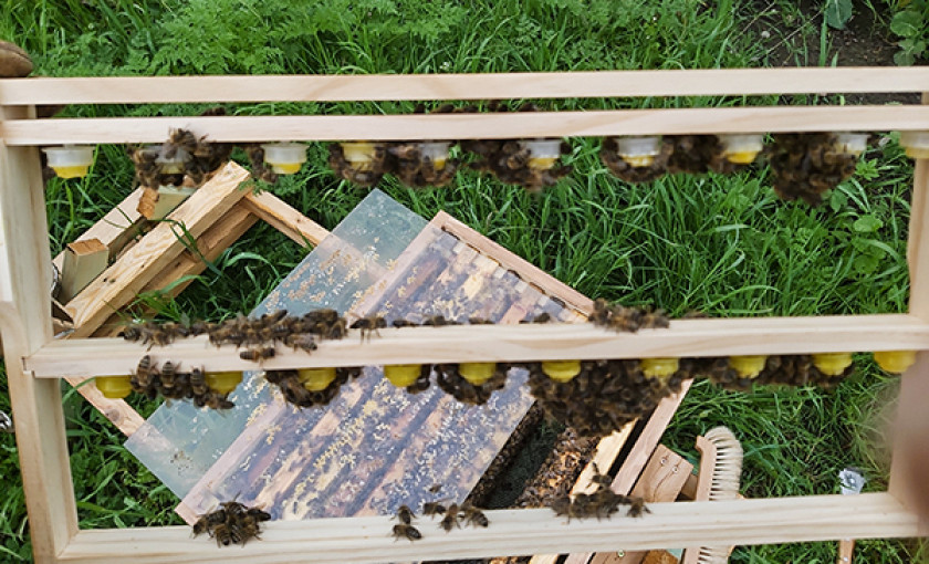 Bienenvolk hautnah Wunstorf Bild 5
