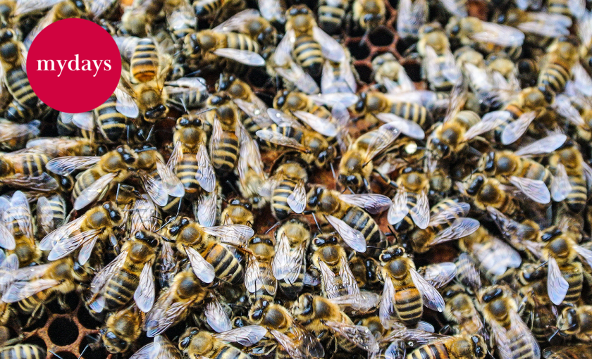 Bienenvolk hautnah Wunstorf Bild 1