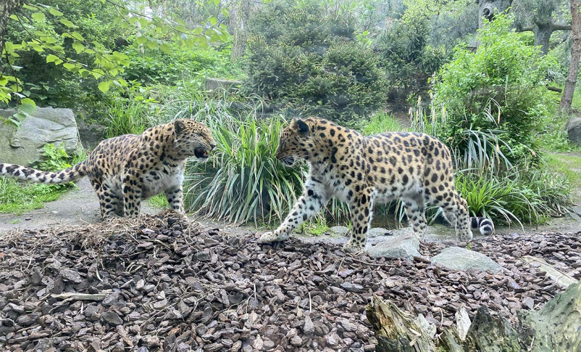Fr&uuml;hst&uuml;ck & Zoobesuch Leipzig f&uuml;r 2 Bild 4
