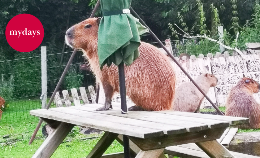 Capybara streicheln Wulften Bild 1