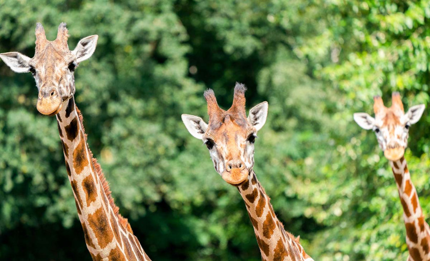 Au&szlig;ergew&ouml;hnlich &Uuml;bernachten im Serengeti-Park inkl. Bus-Safari f&uuml;r 2 (1 Nacht) Bild 2