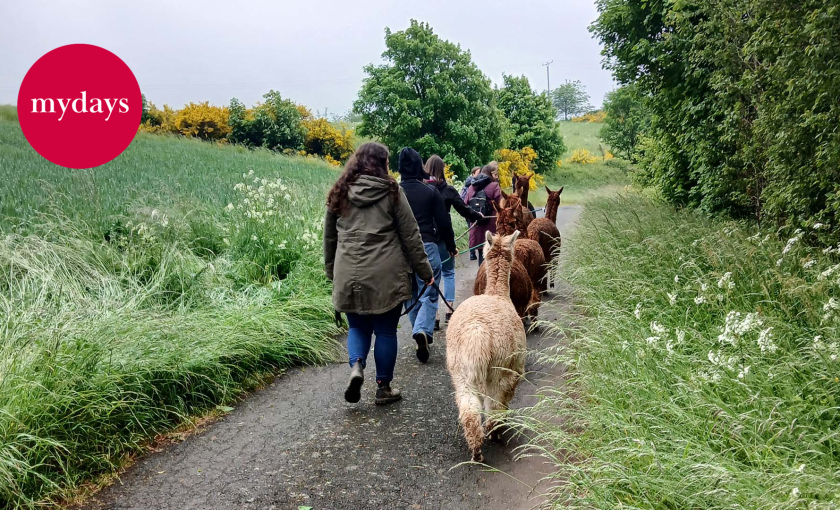 Alpakawanderung f&uuml;r 2 Pl&uuml;tscheid (2 Std.) Bild 1