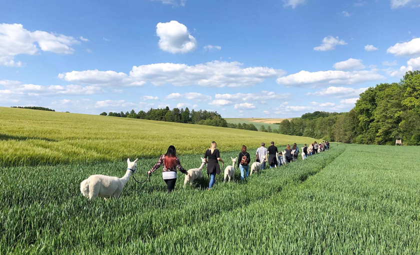 Alpaka Trekking f&uuml;r 2 Raum Dachau (4,5 Std.) Bild 2