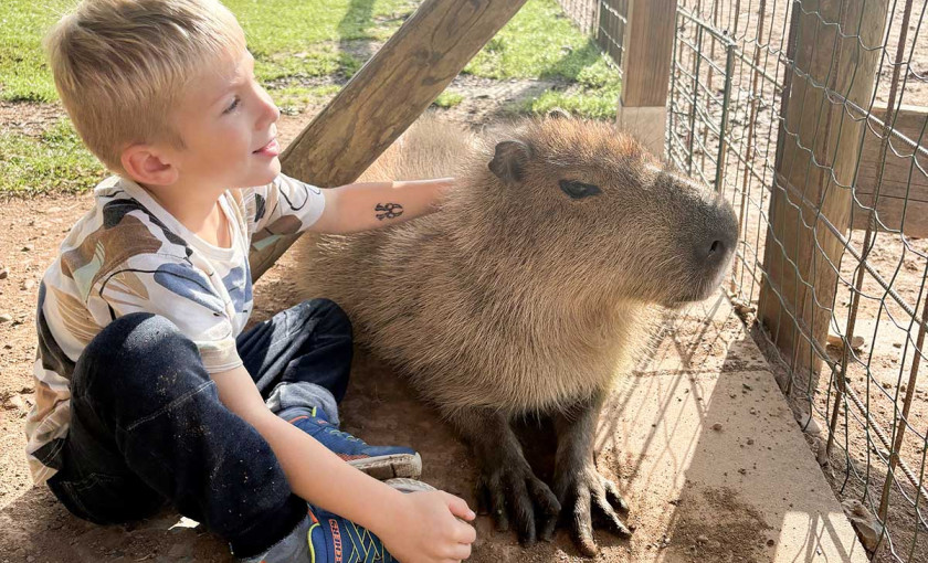 Capybara streicheln Wulften Bild 3