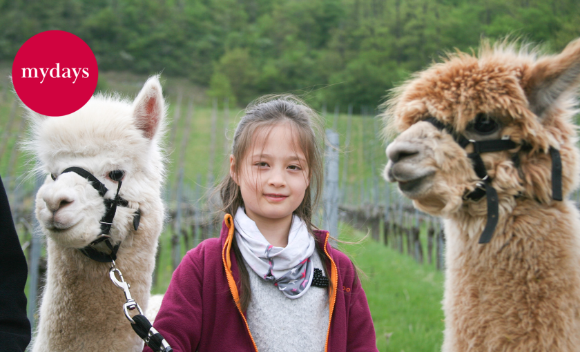 Alpaka Wanderung Vaihingen an der Enz Bild 1