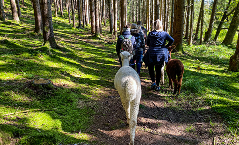 Alpaka Wanderung f&uuml;r 2 Raum Dachau (2,5 Std.) Bild 4