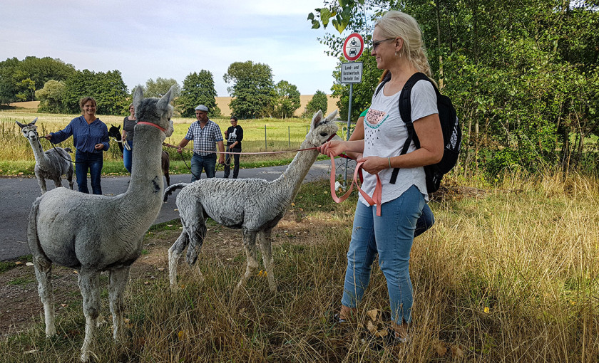 Alpaka Wanderung Wermsdorf Bild 5