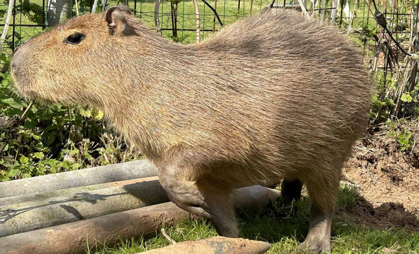 Capybara streicheln Wulften Bild 2