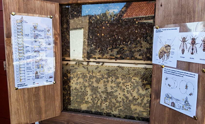Bienenvolk hautnah Wunstorf Bild 2