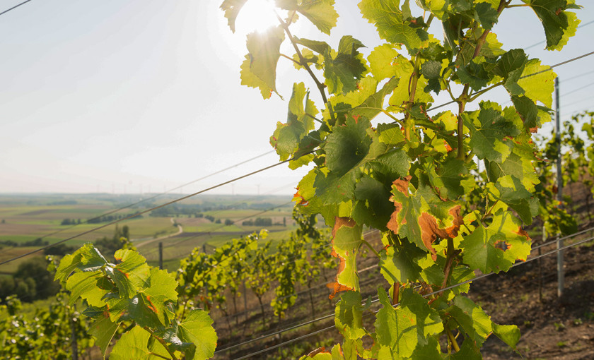 Weinbergwanderung Ulsenheim mit Verkostung und Brotzeit Bild 3