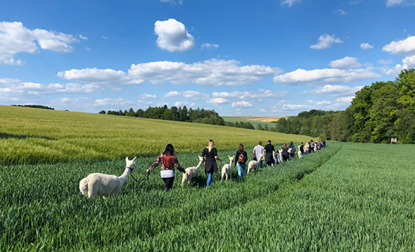 Alpaka Wanderung f&uuml;r 2 Raum Dachau (2,5 Std.) Bild 2