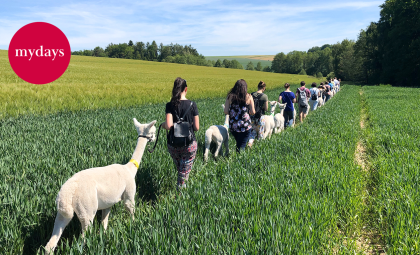 Alpaka Trekking Raum Dachau (4,5 Std.) Bild 1