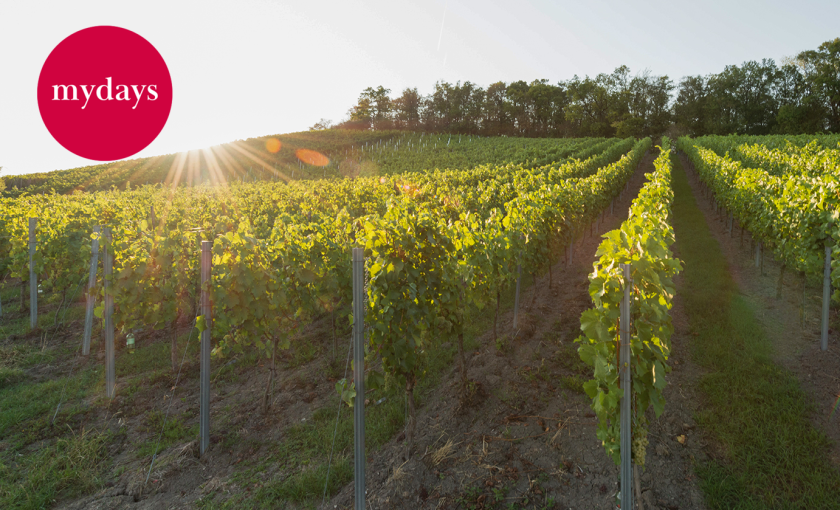 Weinbergwanderung Ulsenheim mit Verkostung und Brotzeit Bild 1