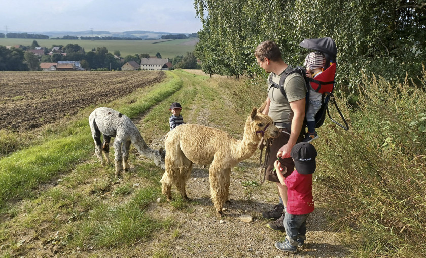 Alpaka Auszeit Sch&ouml;nau-Berzdorf Bild 3