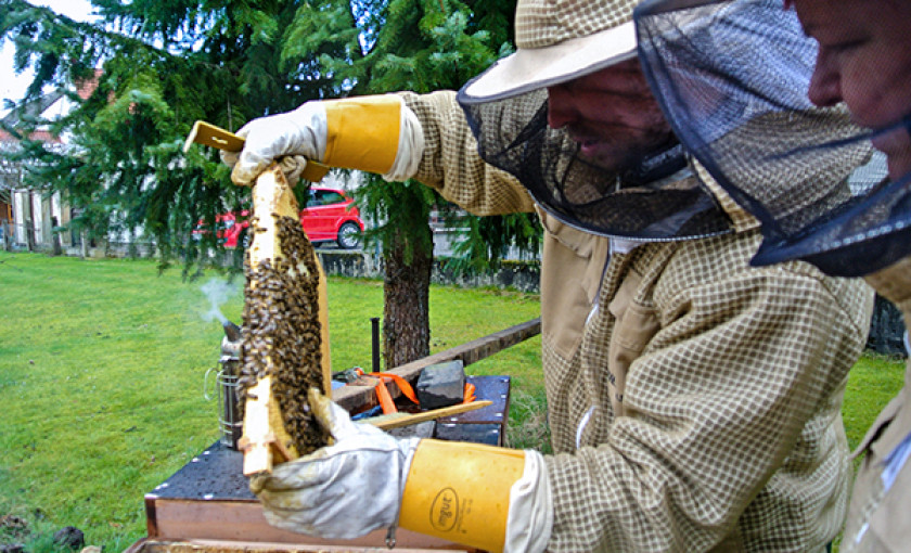 Bienenvolk hautnah Wunstorf Bild 4