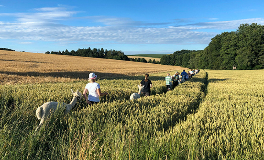 Alpaka Wanderung f&uuml;r 2 Raum Dachau (2,5 Std.) Bild 3