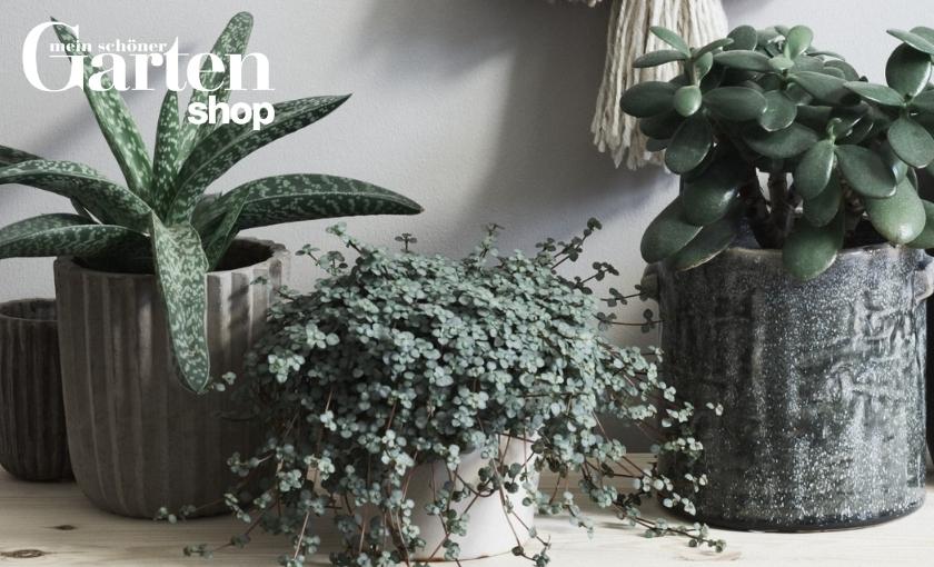 Mein sch&ouml;ner Garten Shop Bild 2