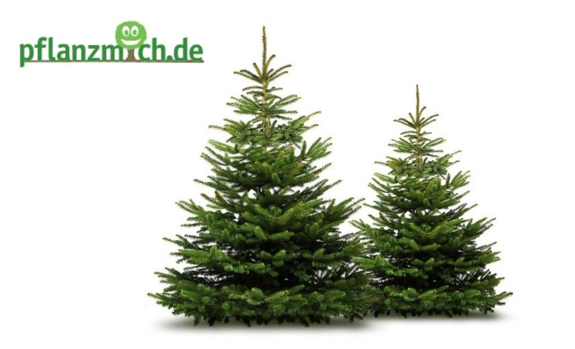 Pflanzmich - Weihnachtsb&auml;ume Bild 1