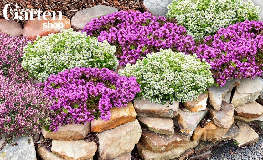 Mein sch&ouml;ner Garten Shop Bild 2