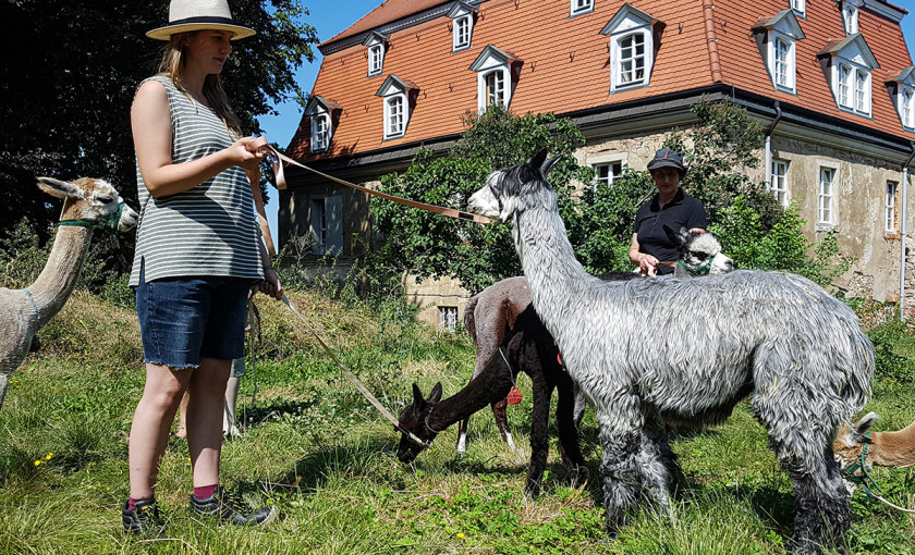 Alpaka Wanderung Wermsdorf Bild 4