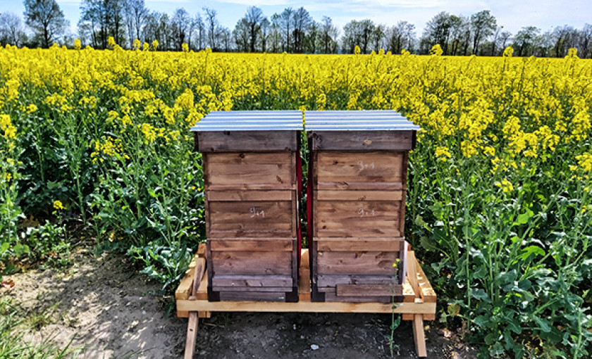Bienenvolk hautnah Wunstorf Bild 3