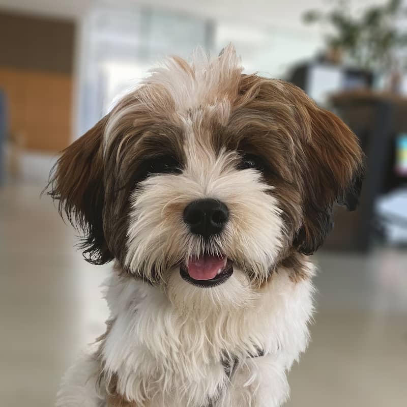 Nala Portrait