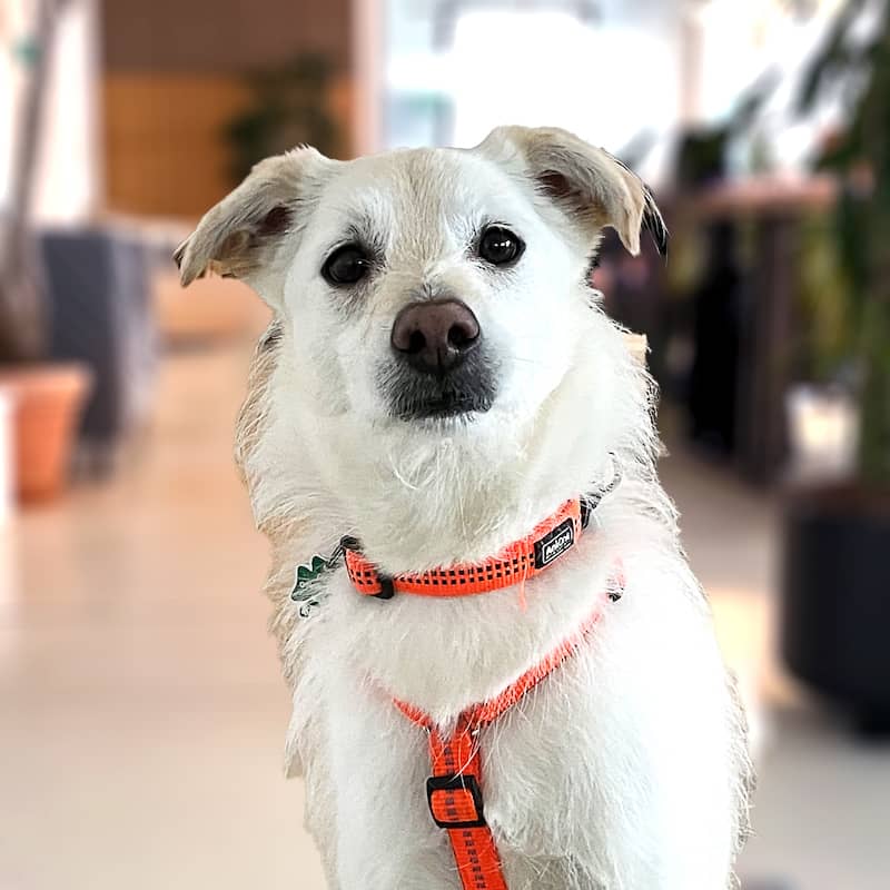 Oskar Portrait